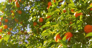 Sunday School Lesson: Fruit of the Spirit