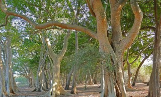 Jesus Curses A Fig Tree - Bible Story