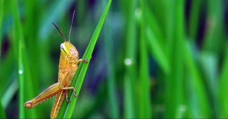 A locust on a grass
