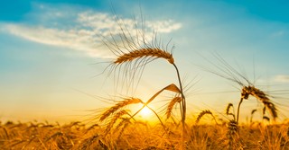 sunset over wheat field, sift like wheat