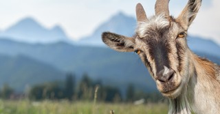 What Is a Scapegoat in the Bible, and Why Is Jesus Ours?