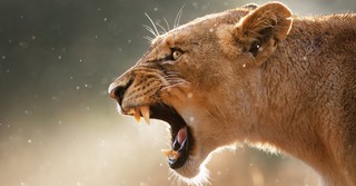 Close-up of a lioness roaring