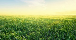 Green field