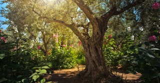 Inspiring Lessons from Jesus' Prayer in the Garden