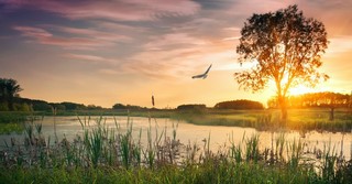 What Exactly Is the Tree of Life?