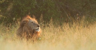 Lion sitting in a field