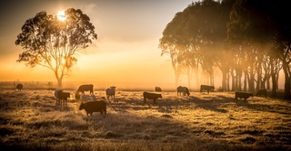 What Can Christians Learn from the Strange Verse that God Owns Cattle on a Thousand Hills?
