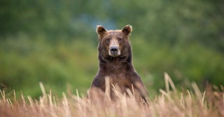 A grizzly bear standing in a field
