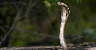 A snake