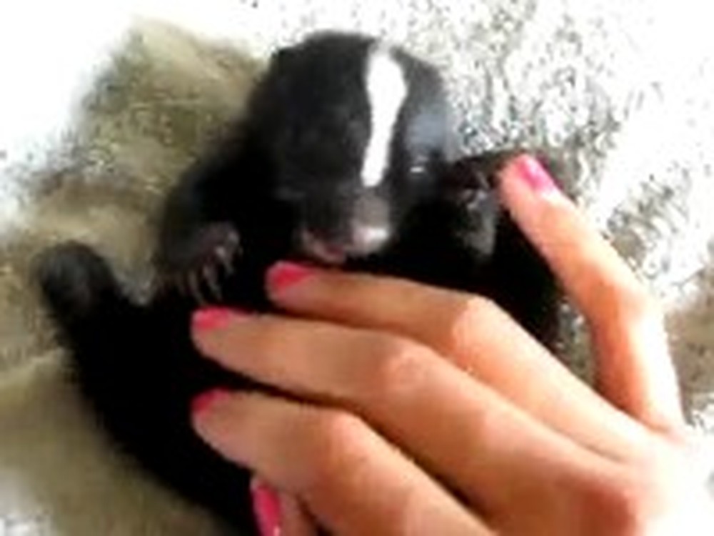 Adorable Baby Skunk Will Melt Your Heart