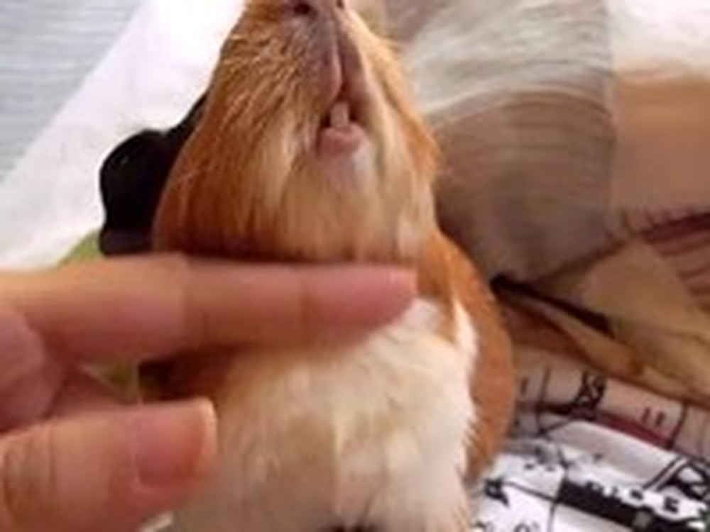 Extremely Adorable Guinea Pig Will Make You Say Awww