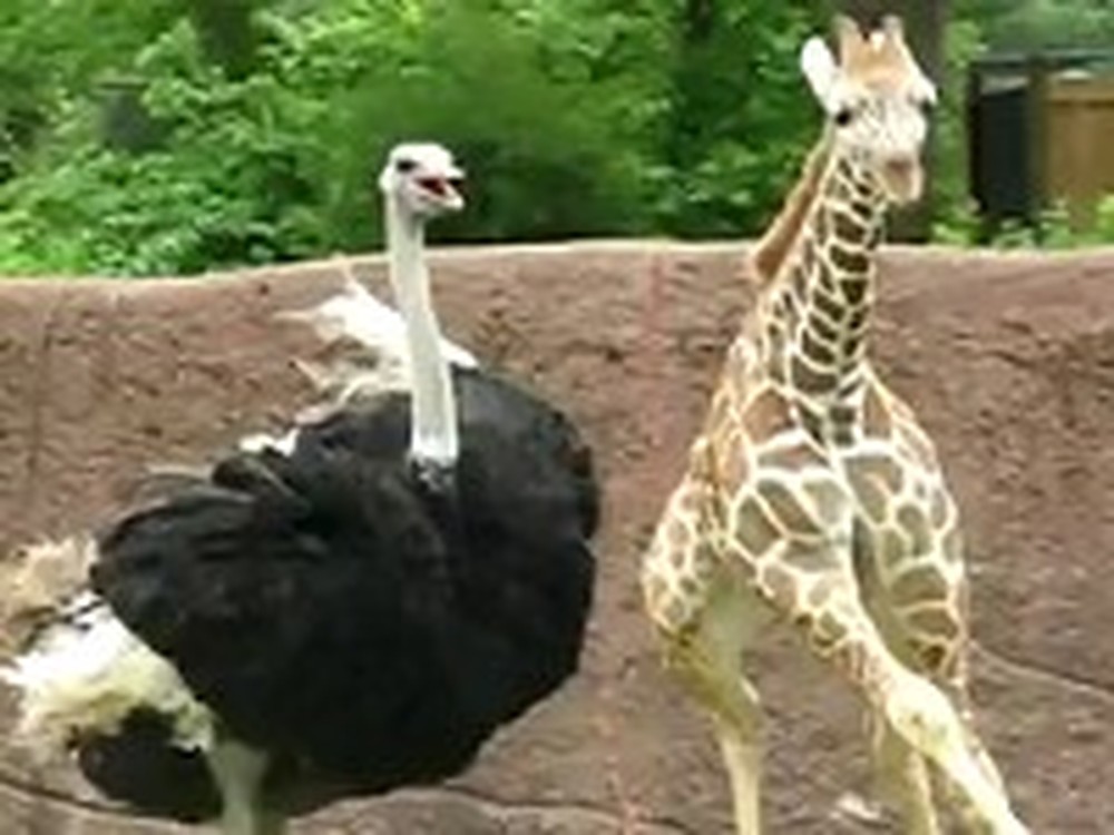 Baby Giraffe Plays Tag with an Ostrich