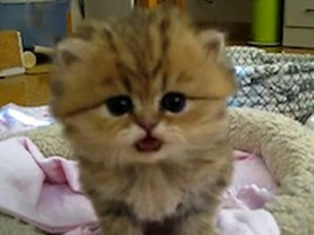 Cute Kitten in a Basket Will Make Your Heart Explode