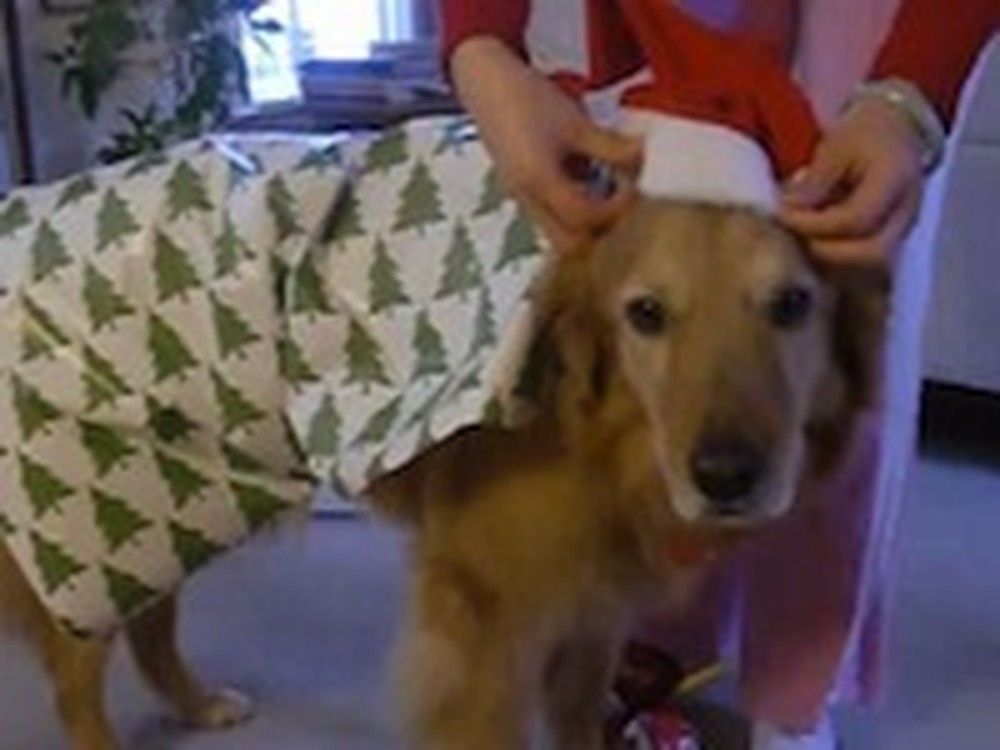 How to Wrap a Doggy as a Christmas Gift - This is Cute