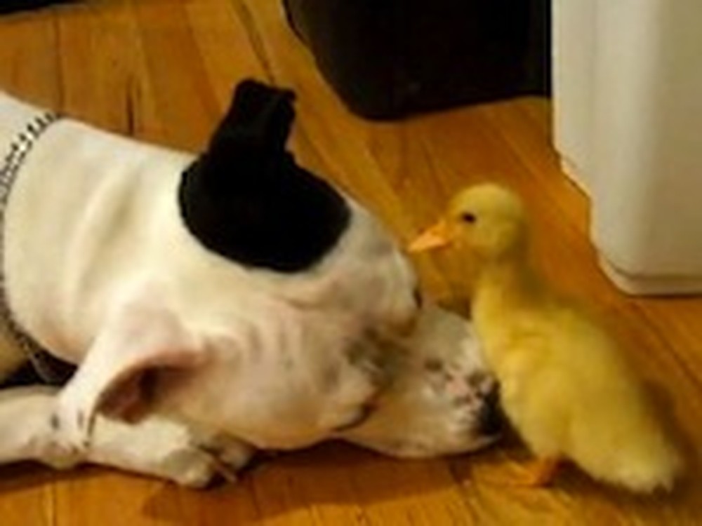 Dog and Duck Make an Unlikely but Adorable Pair