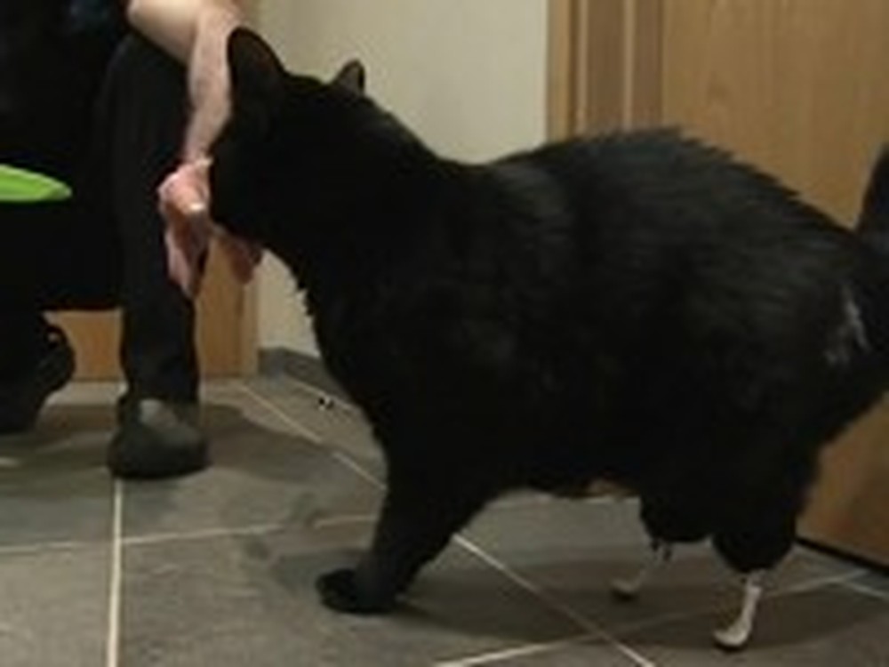 Injured Cat Gets Bionic Feet After an Accident - WOW