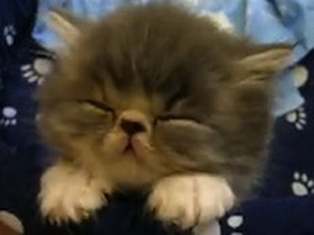 Cute Kitten is Enough to Put Anyone in a Good Mood