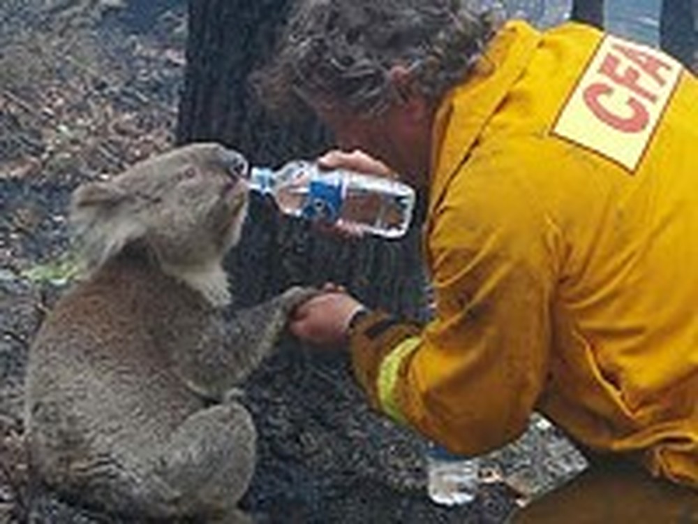 Firefighter Saves a Koala Bear from a Bushfire
