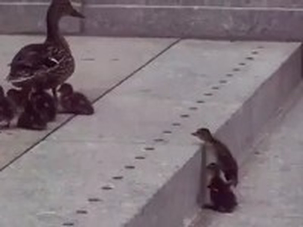 Baby Ducks Teach All of Us a Valuable Lesson