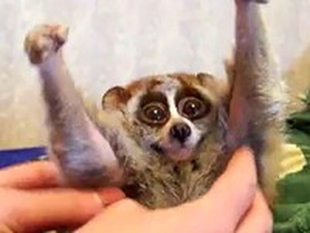 Slow Loris Loves Getting Rubbed More Than Anything