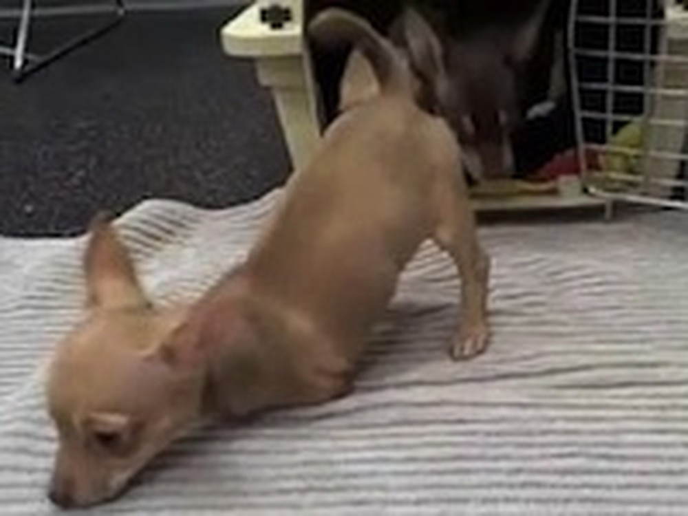 Two Legged Chihuahuas Get a New Lease on Life