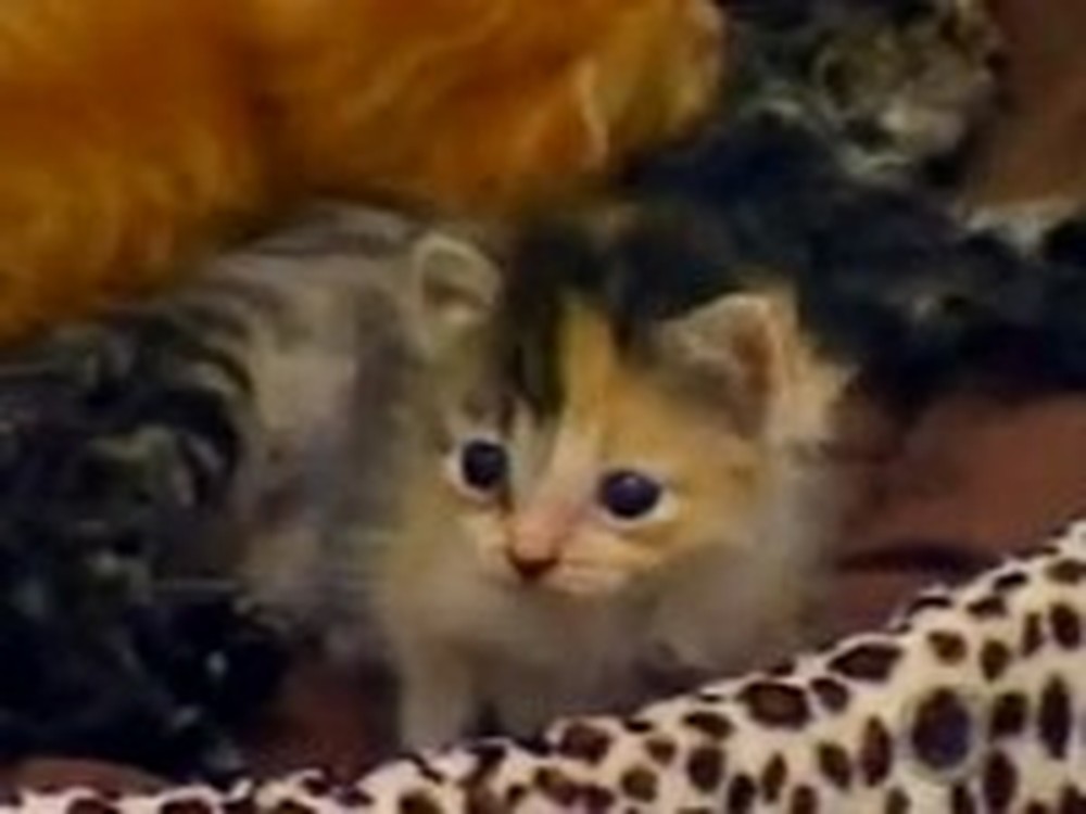 Six Abandoned Kittens Get an Unlikely Mommy