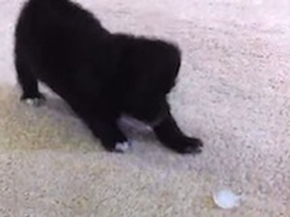 Puppy Versus Ice Cube - the Cutest Battle Ever