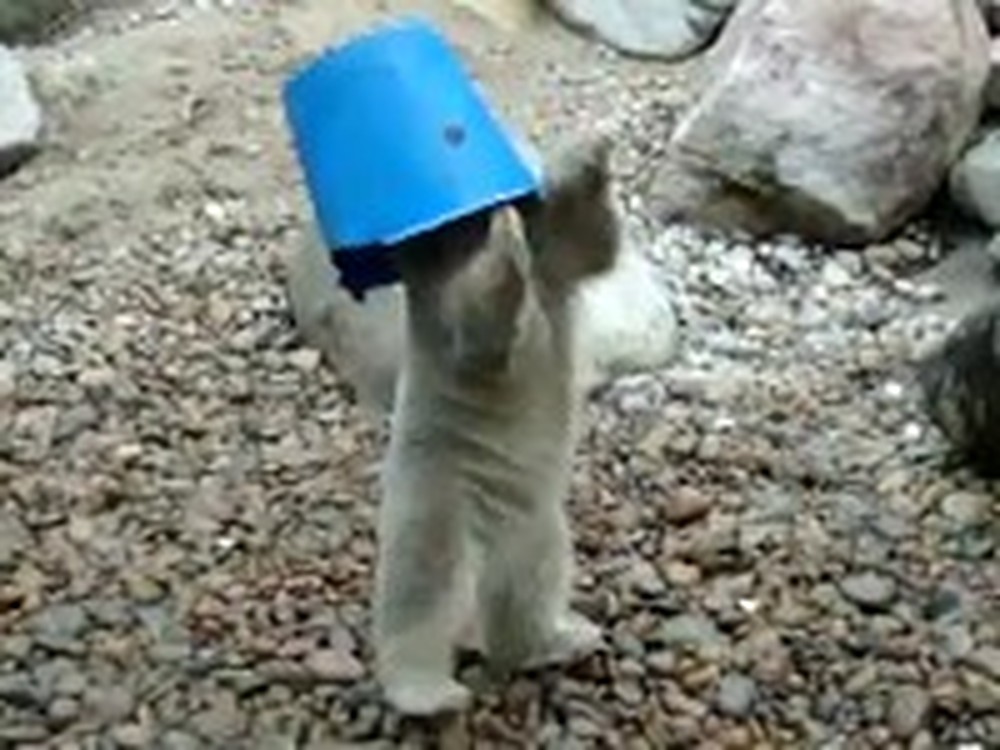 Meet the Baby Polar Bear That Just Loves his Bucket