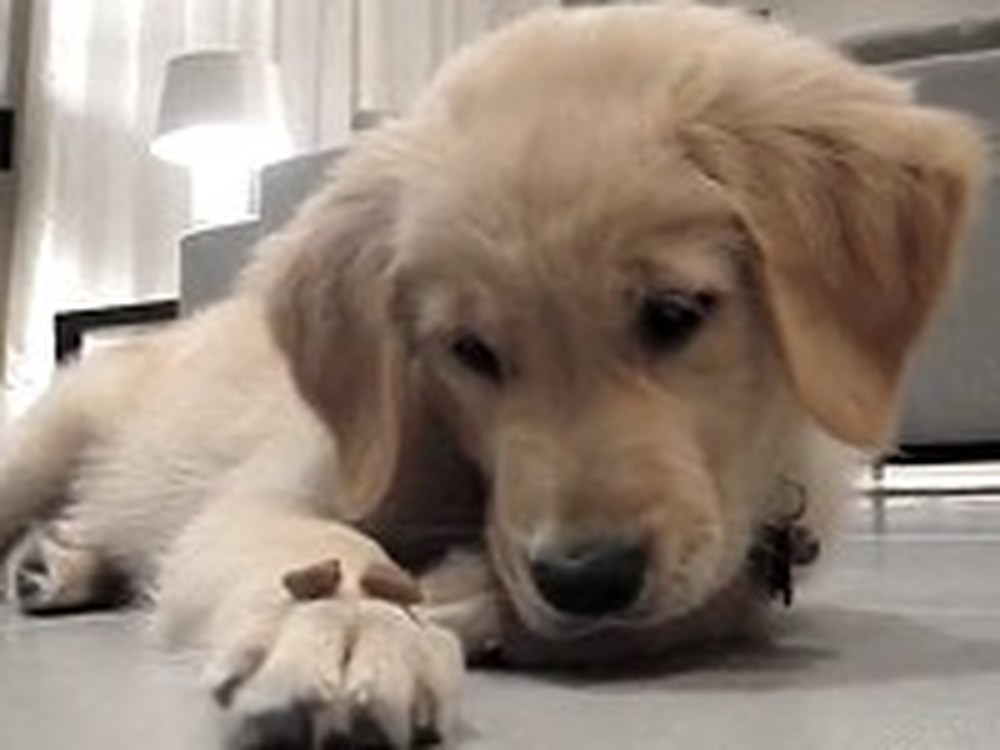 Adorable Puppy Shows Amazing Self Control