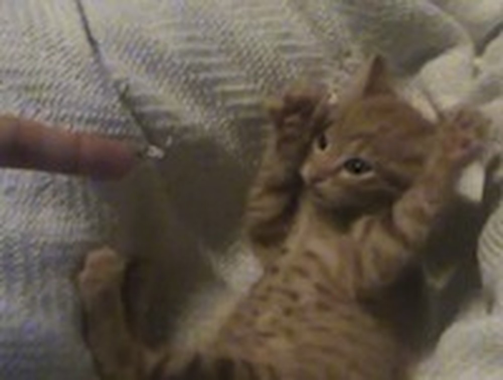 A Short Kitty Video That Will Make Your Day