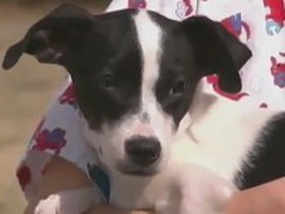 Abandoned Puppy Survives Death Twice