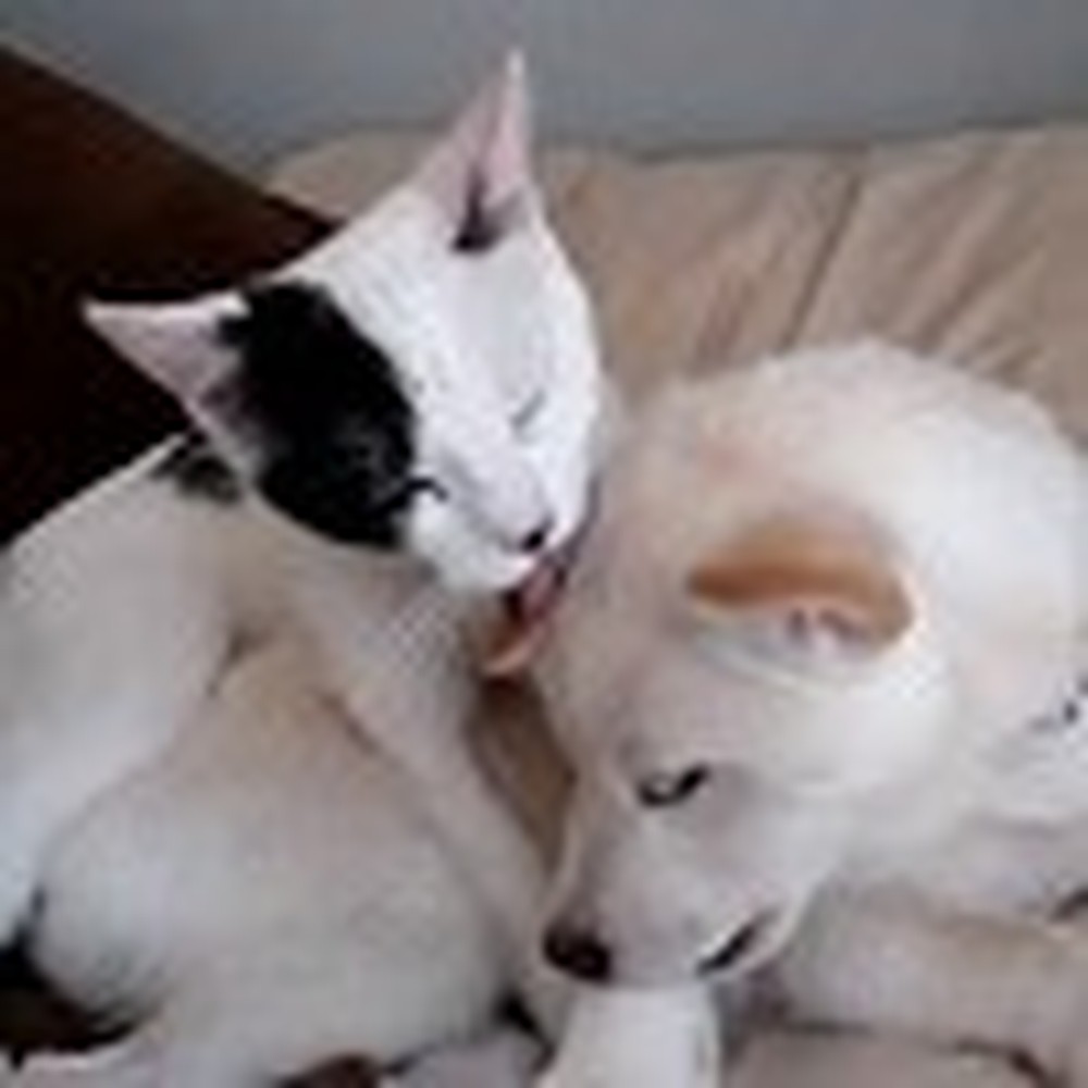 Kitty Cleans her Puppy Friend - This is So Cute