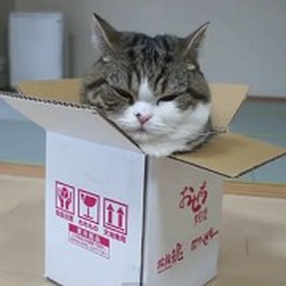Funny Cat Has More Fun with a Box Than You Can Imagine