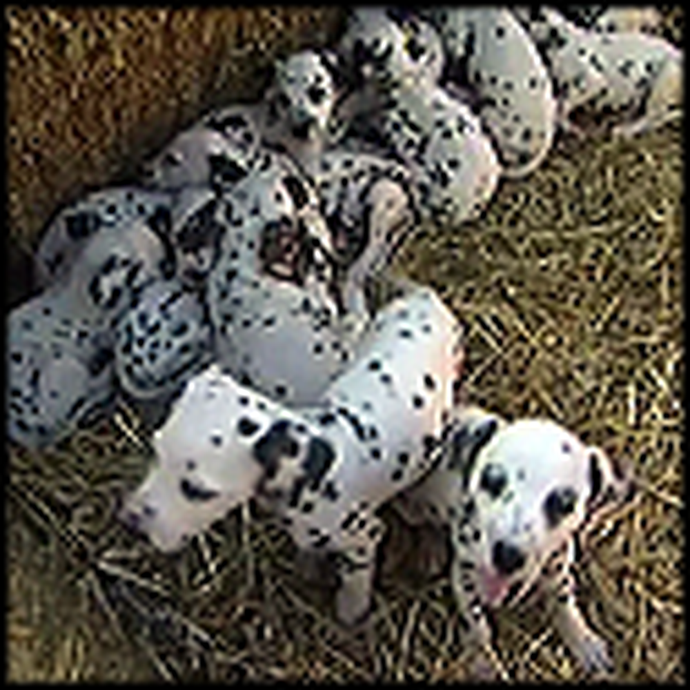 Real Life 101 Dalmatians - Awww So Cute