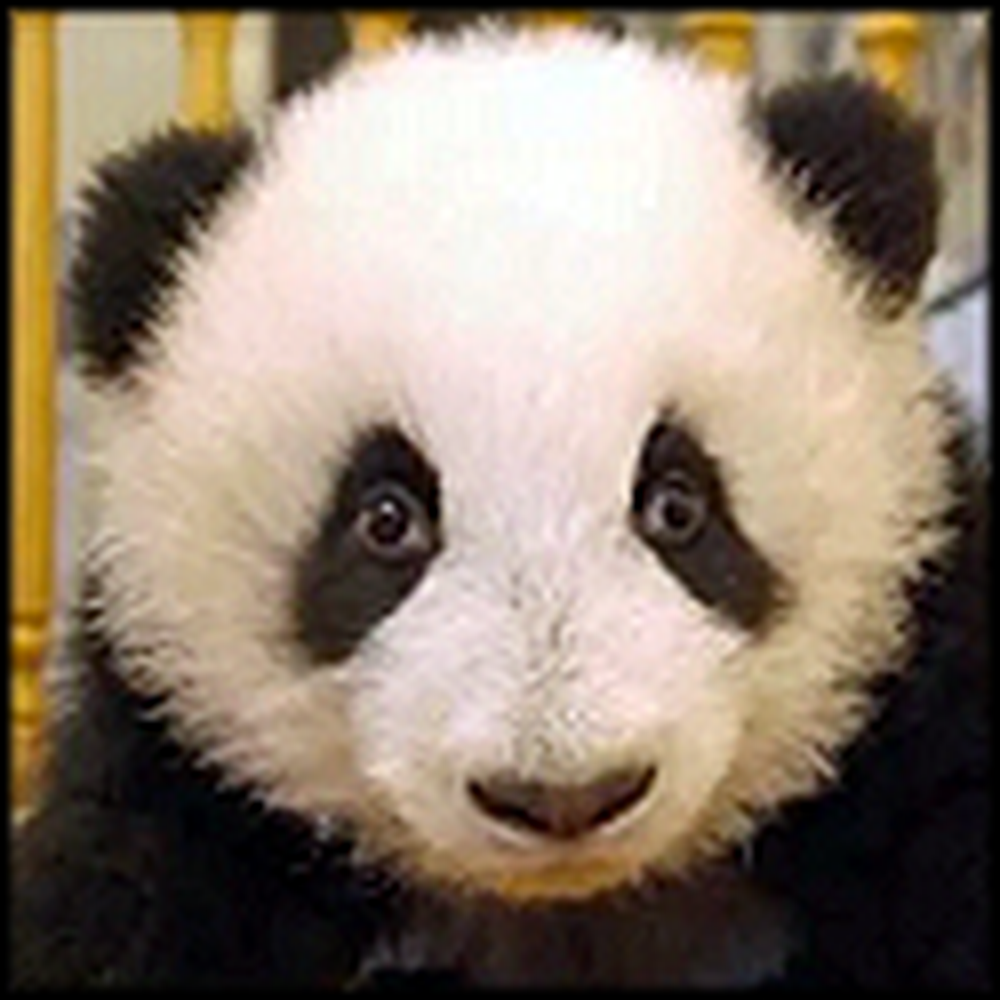 Watch an Endangered Baby Panda Grow Up