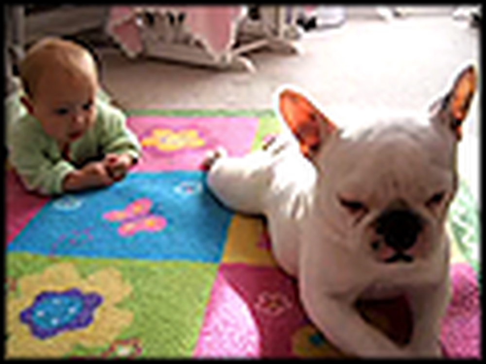 French Bulldog Teaches a Cute Baby How to Crawl