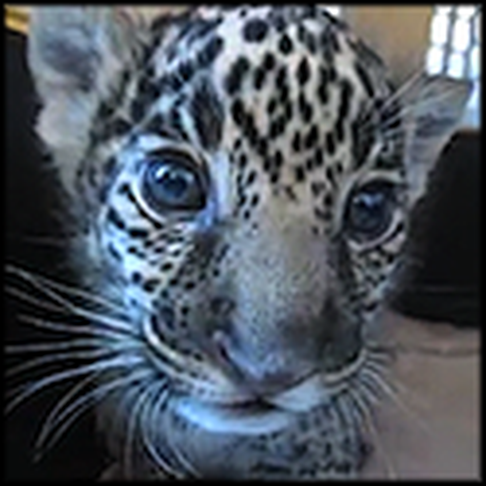 Baby Jaguar Cub Lets Out the Most Adorable Roar Ever