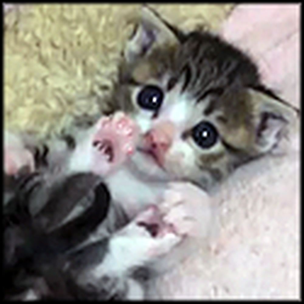 Adorable Kitten Trying to Groom Himself Will Make Your Day