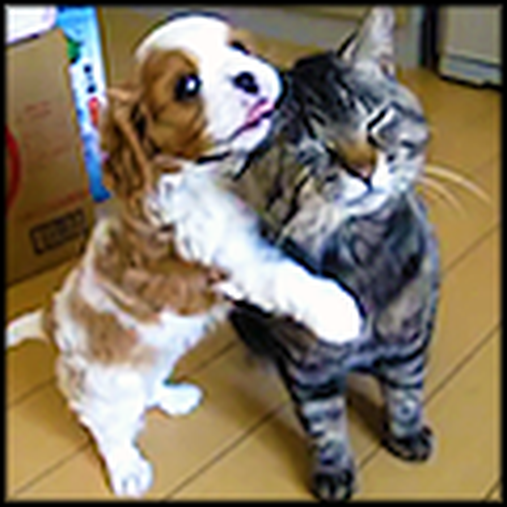 Patient Kitty Lets her New Puppy Play All Over Her