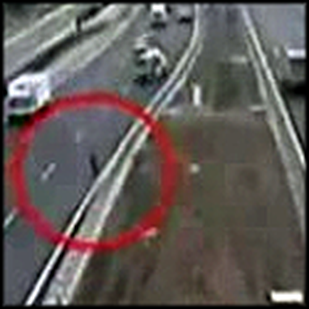 Dog Rescues Another Dog That Was Hit by a Car - AMAZING