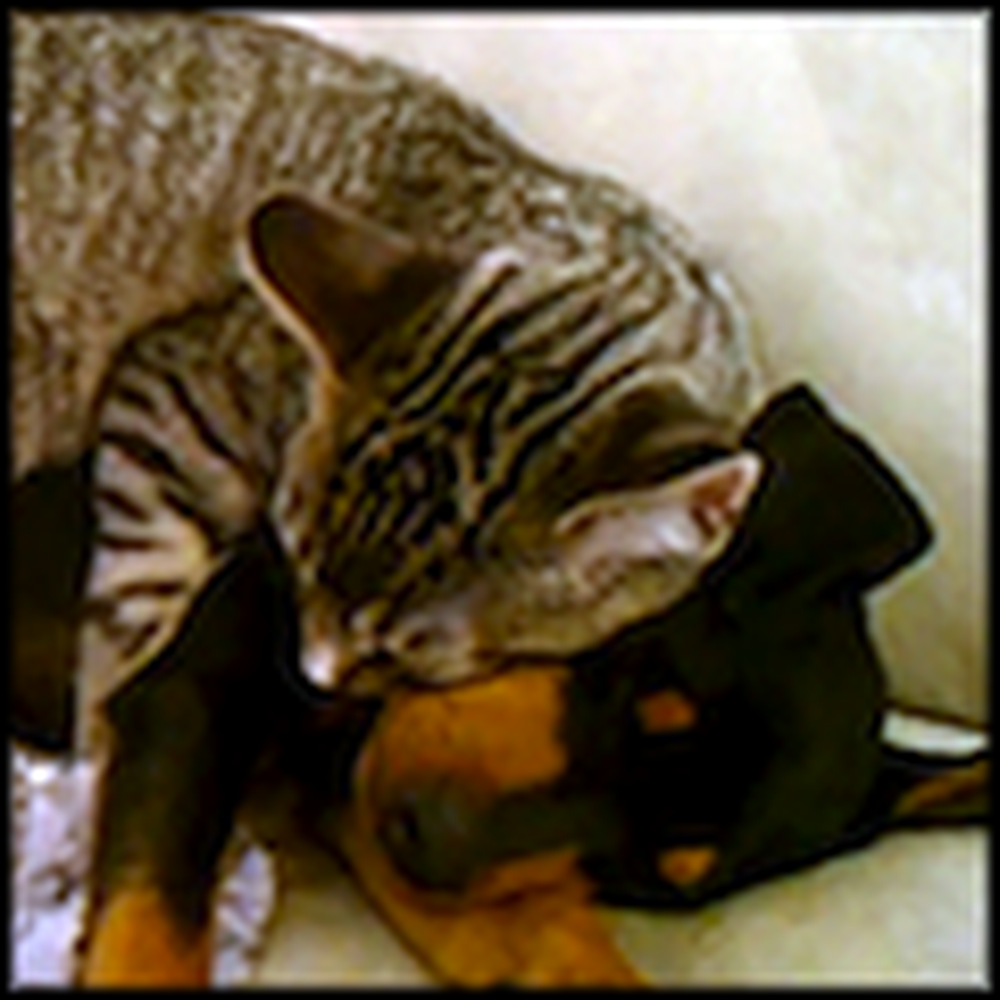 Kitty and Puppy are in Love - This Will Melt Your Heart