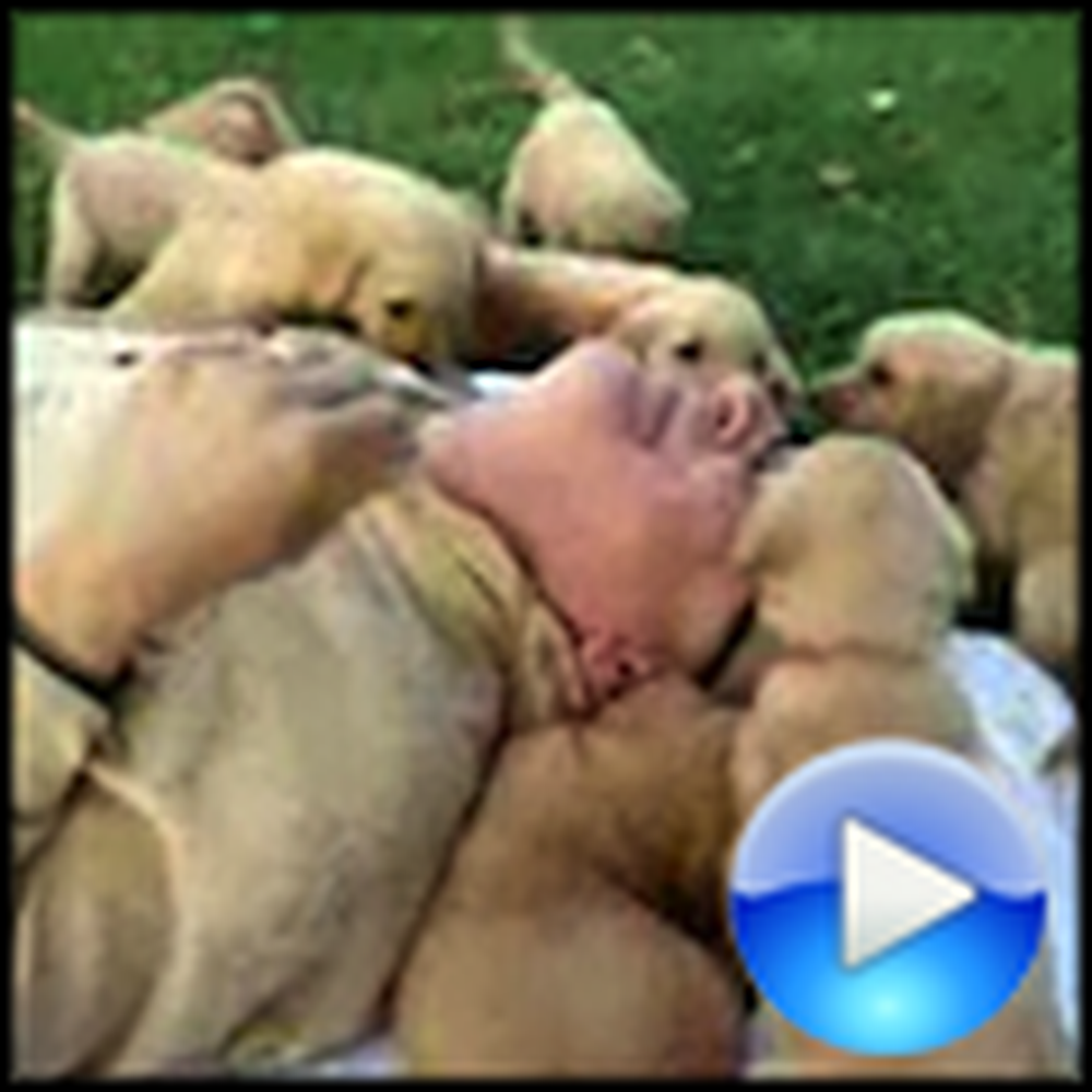 Man Gets Mauled by an Invasion of Happy Puppies