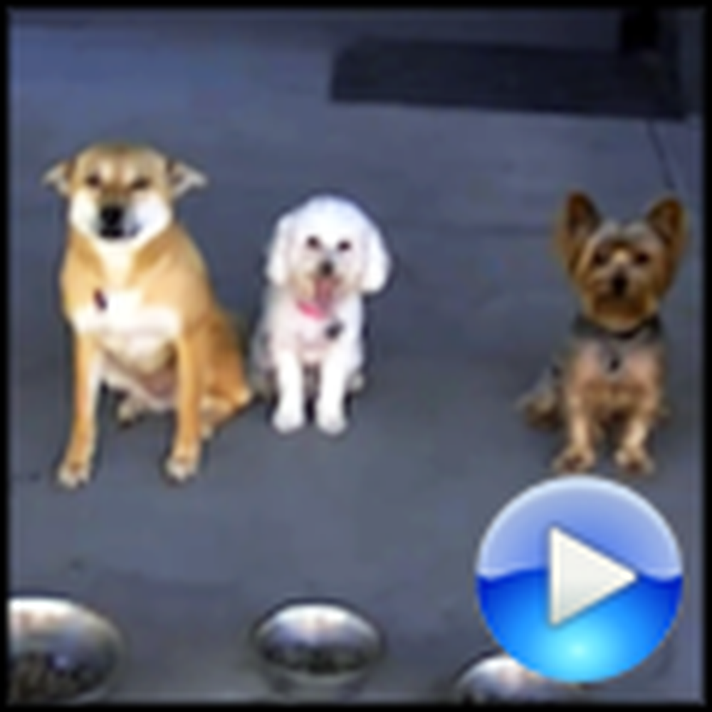 Five Awesome Dogs Wait For Prayer Before Eating