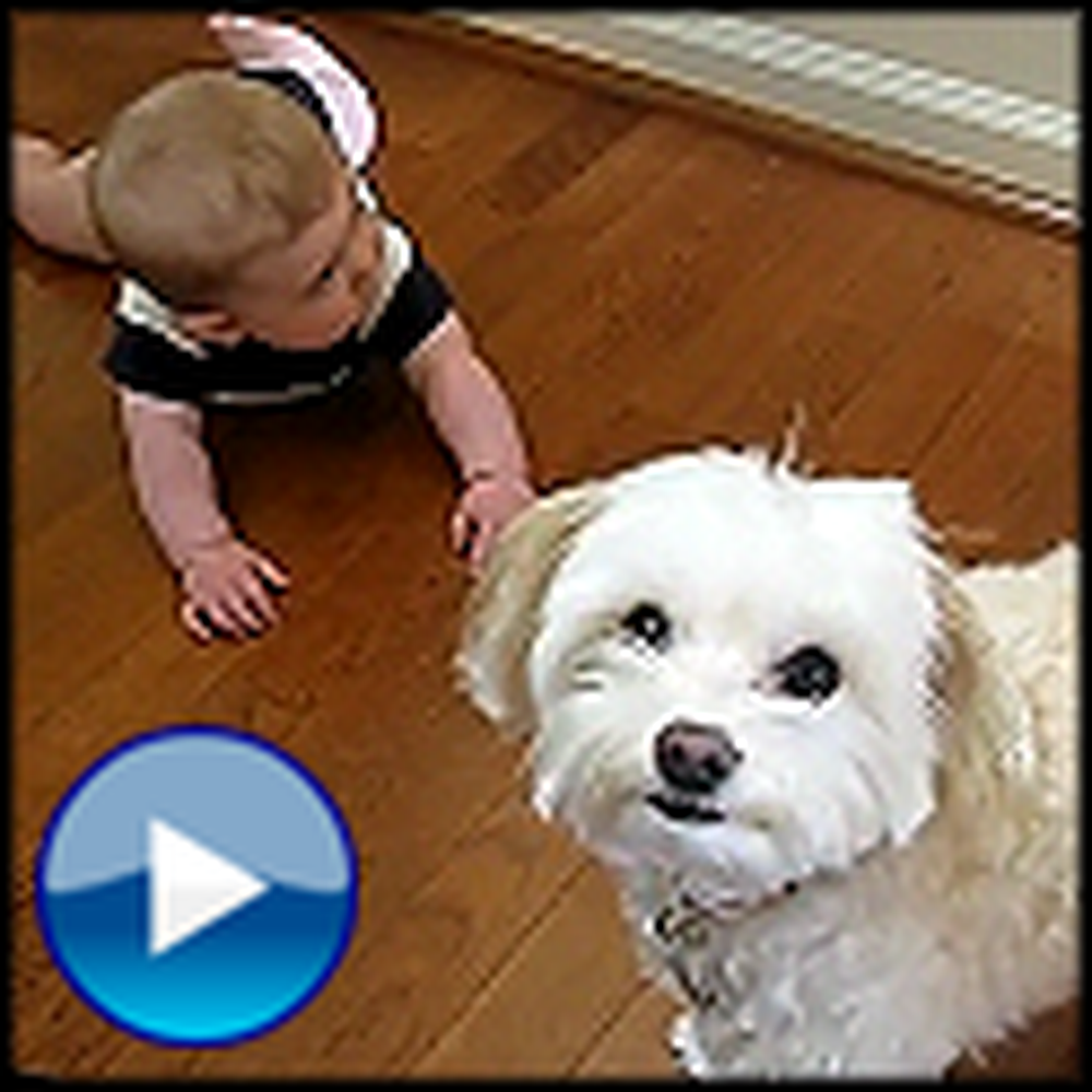 Dancing Dog and Laughing Baby Are Way Too Cute