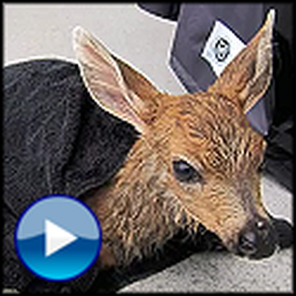 A Fawn Rescue That Will Touch Your Heart