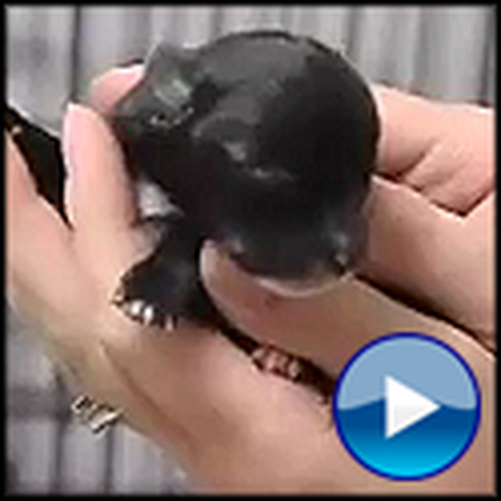 One Day Old Chihuahua Gets Some Unlikely Help
