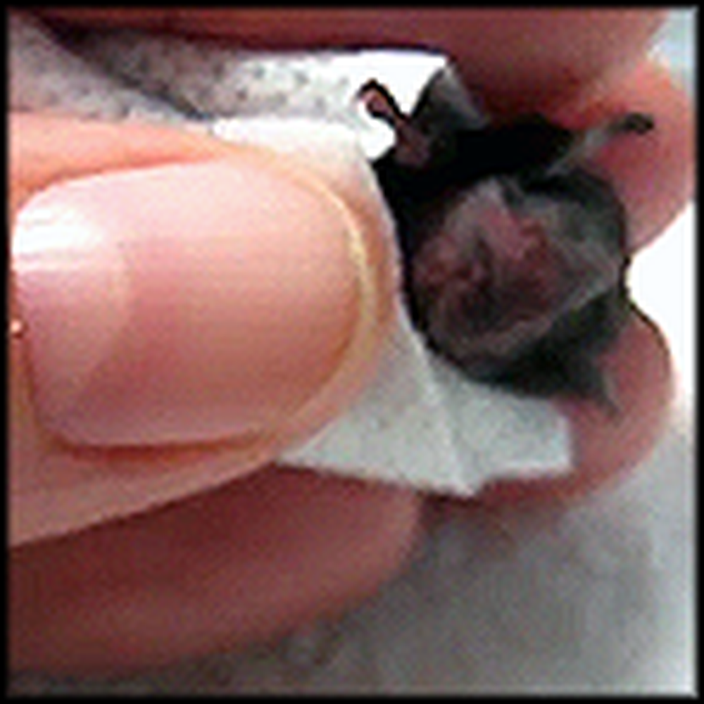 The Tiniest Little Orphan Bat Gets Rescued - Cute