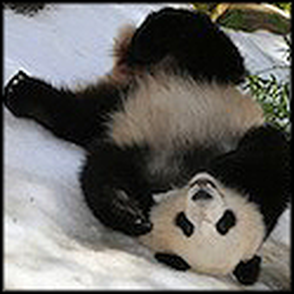 Pandas Roll Around in the Snow For Fun - So Cute