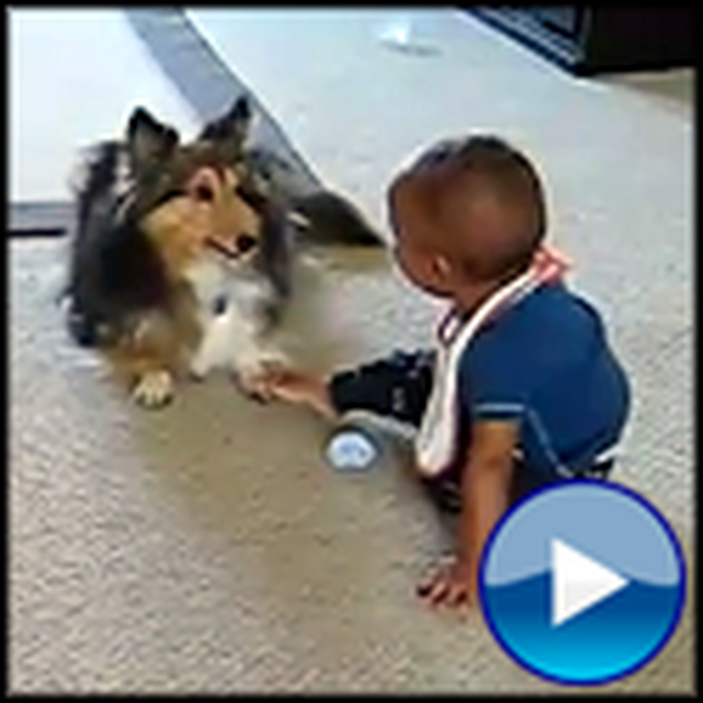 Overly Excited Dog and Adorable Baby Play Together