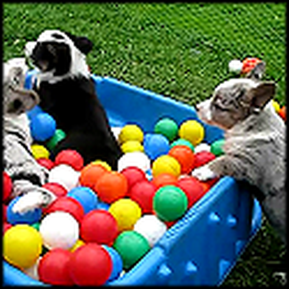 Fun and Crazy Corgis Have a Ball Pit Party